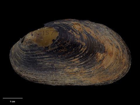 New Zealand freshwater mussel collectionstepapagovtnzAPICollectionmedia495