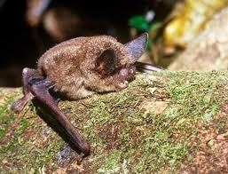 New Zealand greater short-tailed bat The Greater Short Tailed Bat New Zealand Endangered Species