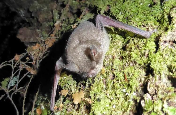 New Zealand greater short-tailed bat New Zealand shorttailed bats Native animal conservation