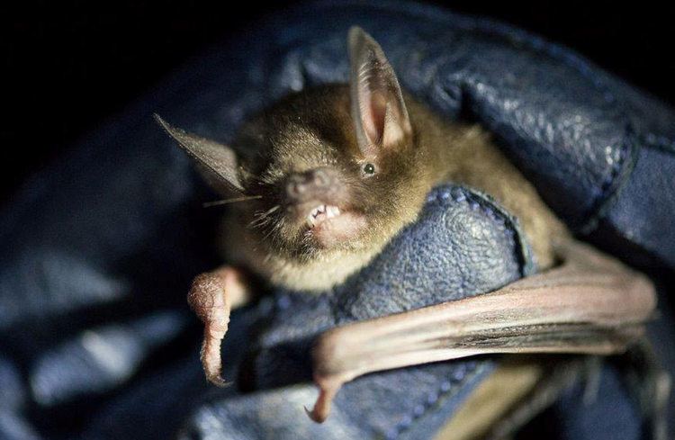 New Zealand greater short-tailed bat New Zealand shorttailed bats Native animal conservation
