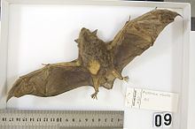 New Zealand greater short-tailed bat httpsuploadwikimediaorgwikipediacommonsthu