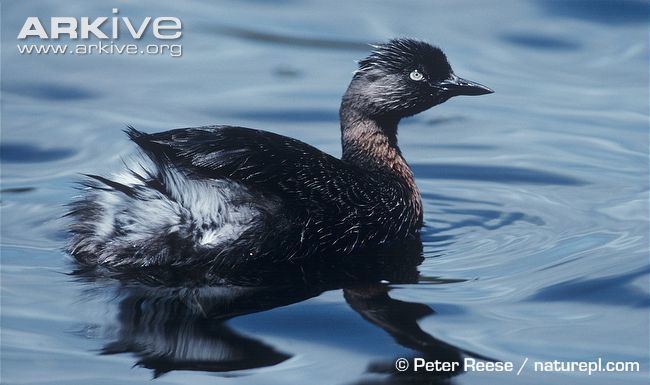 New Zealand grebe New Zealand dabchick videos photos and facts Poliocephalus