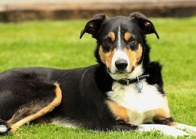 New Zealand Heading Dog New Zealand Heading Dog Breed Information and Pictures
