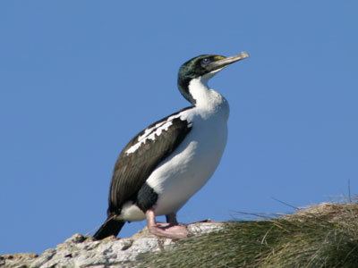 New Zealand king shag New Zealand king shag