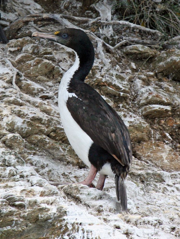 New Zealand king shag New Zealand king shag New Zealand Birds Online