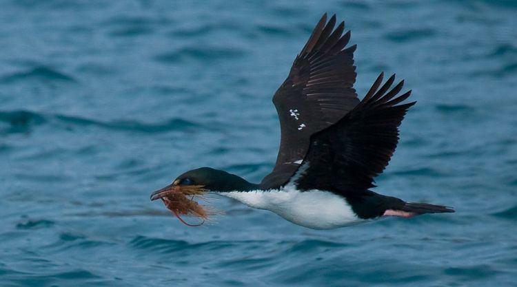 New Zealand king shag New Zealand King Shag Birding NZ