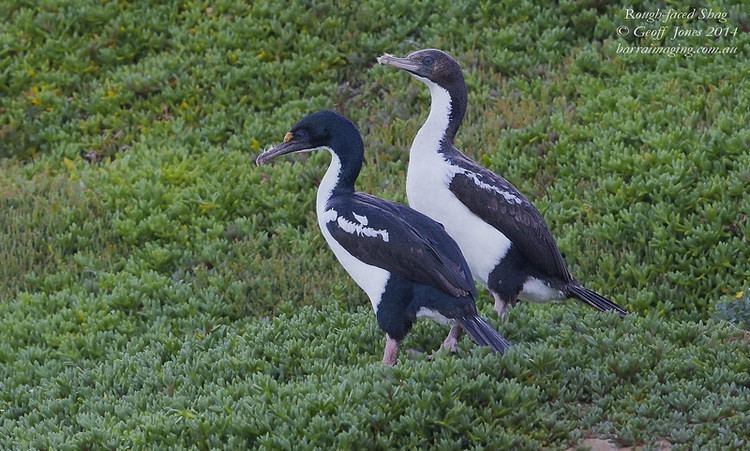 New Zealand king shag New Zealand King Shag Leucocarbo carunculatus Barraimaging