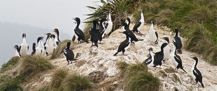 New Zealand king shag New Zealand king shag