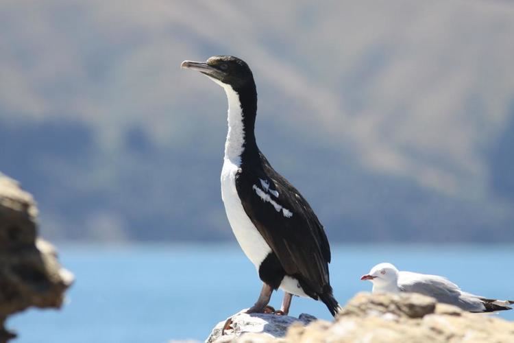 New Zealand king shag New Zealand king shag New Zealand Birds Online