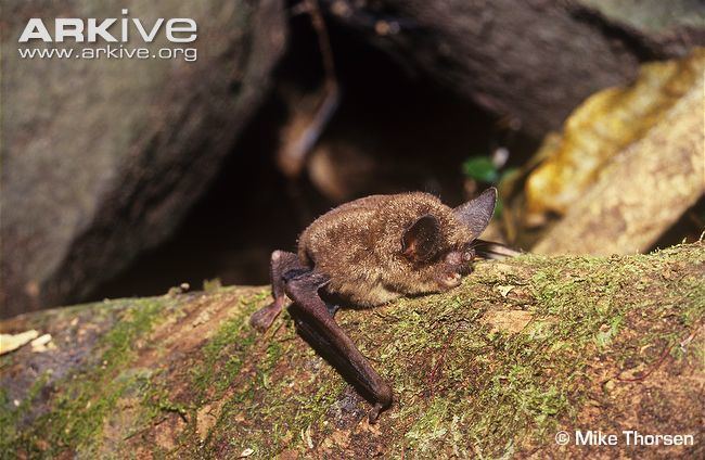 New Zealand lesser short-tailed bat Lesser shorttailed bat photo Mystacina tuberculata G24935 ARKive