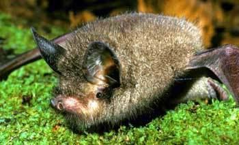 New Zealand lesser short-tailed bat A bat that crawls as much as it flies shows ancient lineages