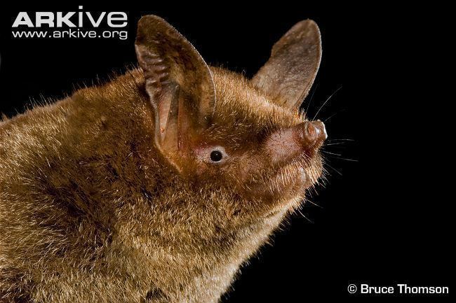 New Zealand lesser short-tailed bat Lesser shorttailed bat photo Mystacina tuberculata G116829 ARKive