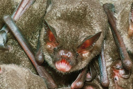 New Zealand lesser short-tailed bat TerraNature New Zealand Ecology Lesser shorttailed bat