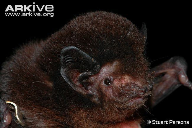 New Zealand long-tailed bat New Zealand longtailed bat videos photos and facts Chalinolobus