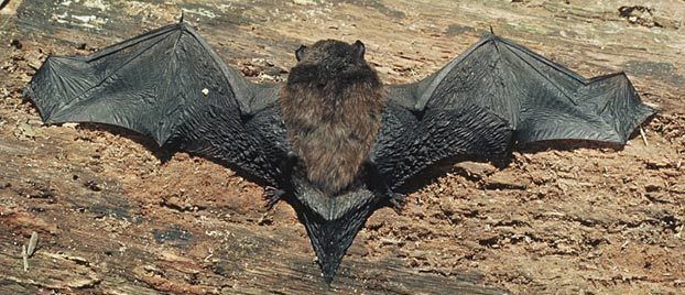 New Zealand long-tailed bat terranatureorgbatLongtailed622jpg