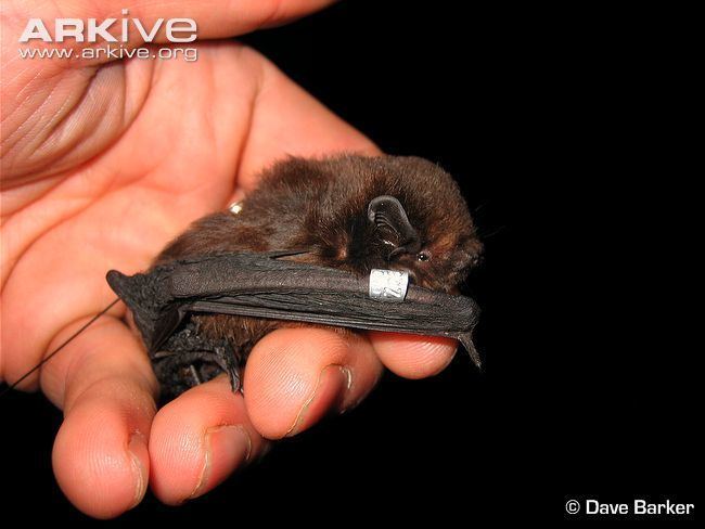 New Zealand long-tailed bat New Zealand longtailed bat photo Chalinolobus tuberculatus