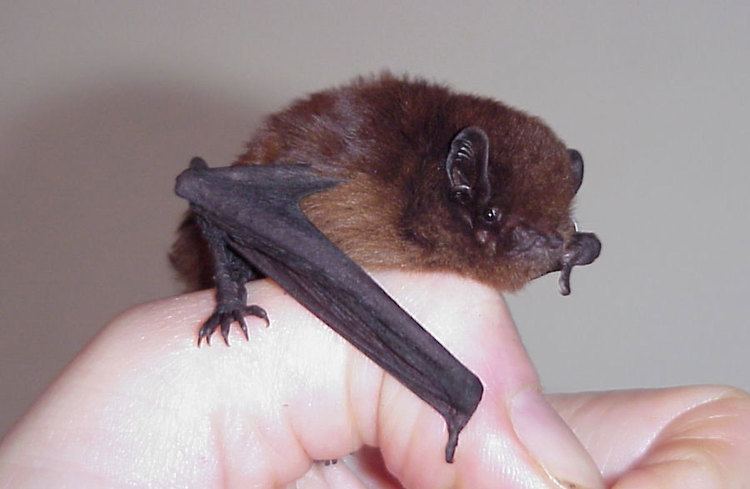 New Zealand long-tailed bat New Zealand longtailed bat Native animal conservation