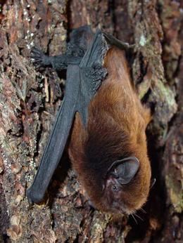 New Zealand long-tailed bat The New Zealand longtailed bat Chalinolobus tuberculata also