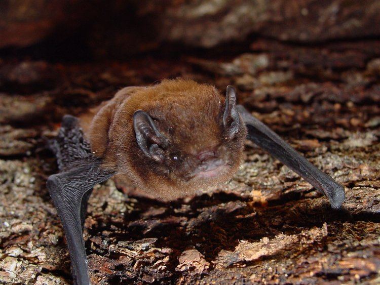 New Zealand long-tailed bat Monorail effects won39t be allayed Otago Daily Times Online News
