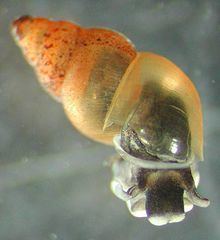 New Zealand mud snail httpsuploadwikimediaorgwikipediacommonsthu