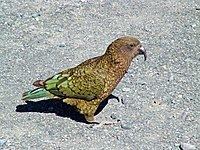 New Zealand parrot httpsuploadwikimediaorgwikipediacommonsthu