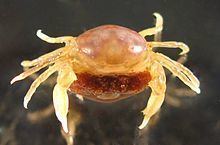 New Zealand pea crab httpsuploadwikimediaorgwikipediacommonsthu