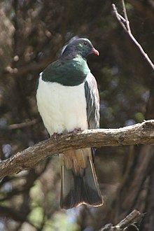 New Zealand pigeon New Zealand pigeon Wikipedia