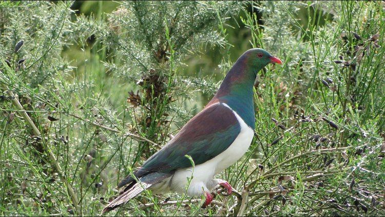 New Zealand pigeon New Zealand Pigeon John McCully in the Marlborough Sounds