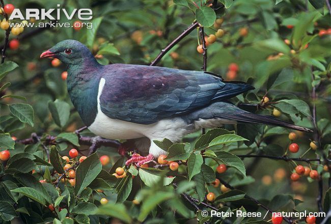 New Zealand pigeon New Zealand pigeon photo Hemiphaga novaeseelandiae G27174 ARKive