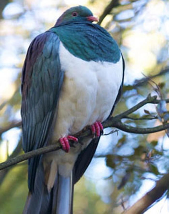 New Zealand pigeon New Zealand Pigeon Hamilton Zoo