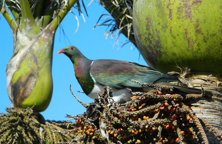 New Zealand pigeon New Zealand wood pigeonkererukukukukupa New Zealand native land