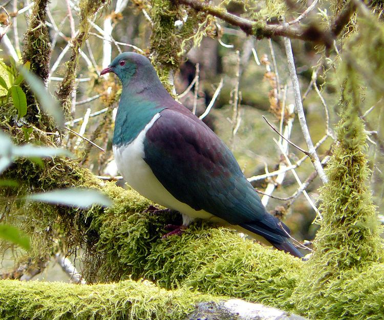 New Zealand pigeon New Zealand Pigeon Birding NZ