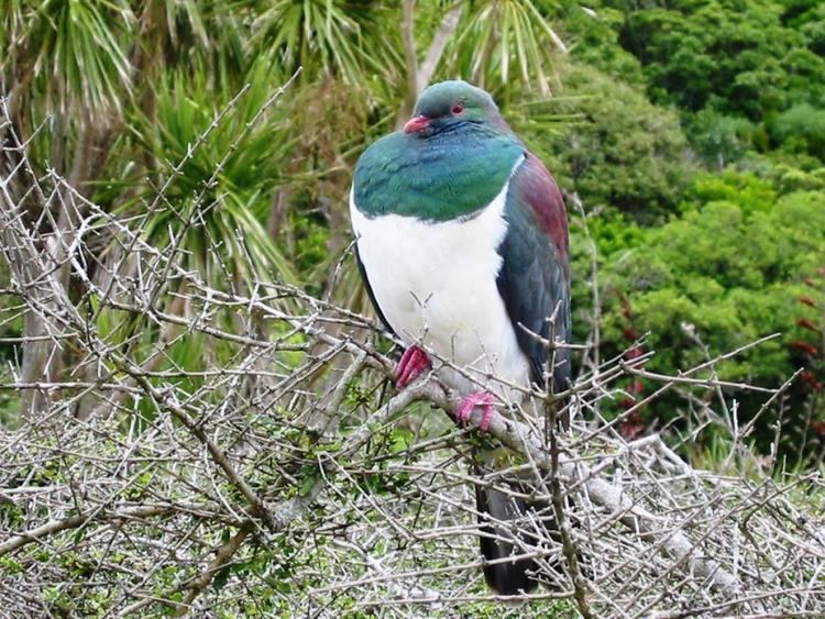 New Zealand pigeon nzbirdsonlineorgnzsitesallfiles120046610606