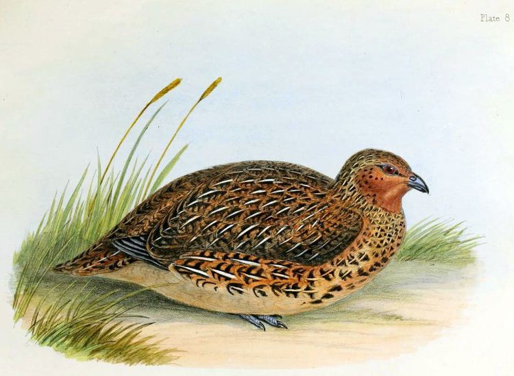 New Zealand quail New Zealand Quail Coturnix novaezelandiae Hotspot Birding