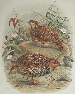 New Zealand quail New Zealand quail Wikipedia