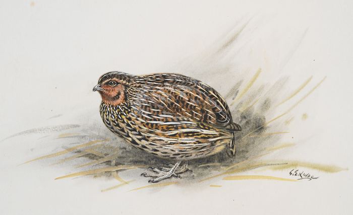 New Zealand quail nzbirdsonlineorgnzsitesallfilesMAI116082jpg