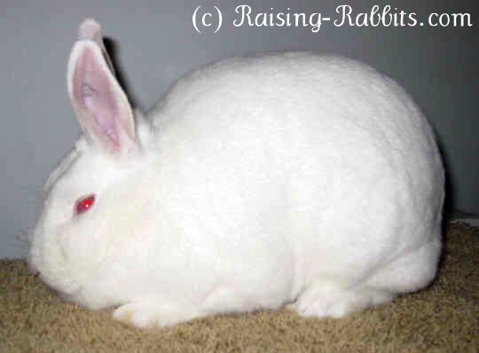 New Zealand rabbit New Zealand Rabbits New Zealand White Red Black and Broken Rabbits