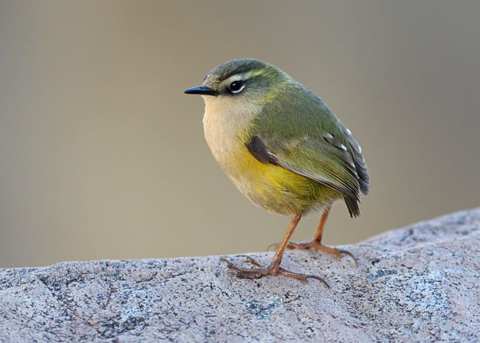 New Zealand rock wren Surfbirds Online Photo Gallery Search Results