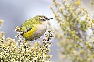 New Zealand rock wren New Zealand rock wren Wikipedia