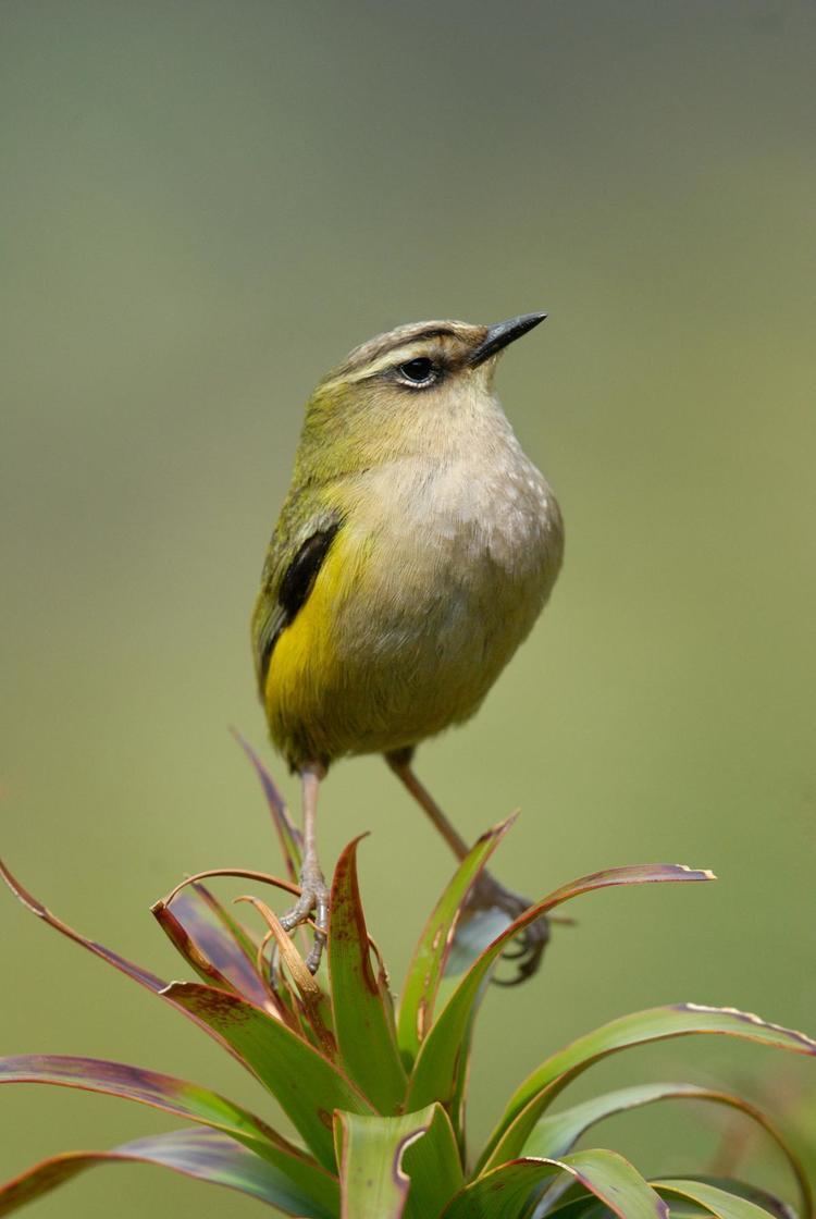 New Zealand rock wren Rock wren New Zealand Birds Online