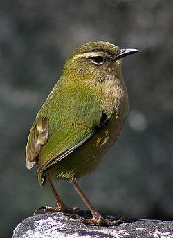 New Zealand rock wren httpsuploadwikimediaorgwikipediacommonsthu