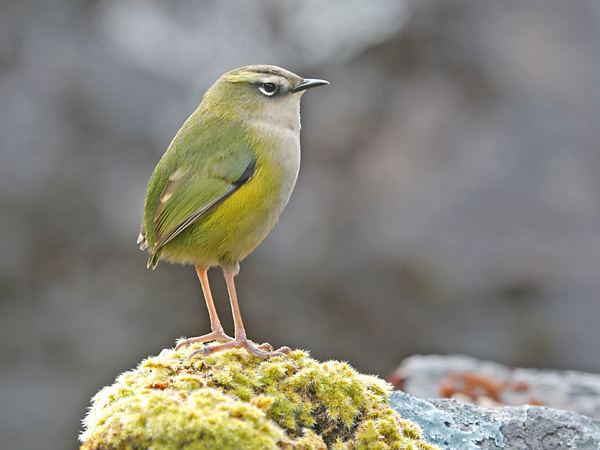 New Zealand rock wren Surfbirds Online Photo Gallery Search Results