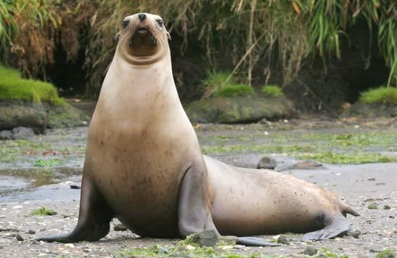 New Zealand sea lion Sea lion monitoring on the Auckland Islands New Zealand39s