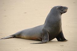 New Zealand sea lion httpsuploadwikimediaorgwikipediacommonsthu