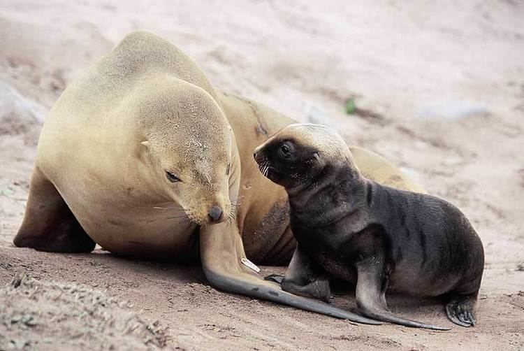 New Zealand sea lion Photo of the week New Zealand sea lion female and pup