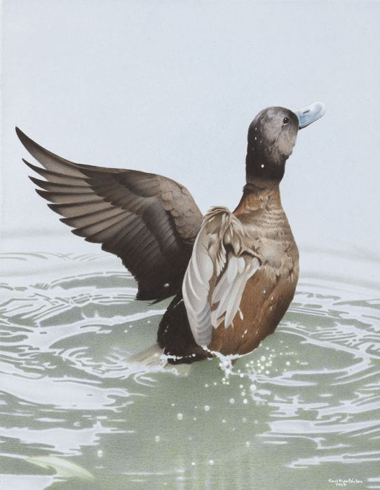 New Zealand stiff-tailed duck nzbirdsonlineorgnzsitesallfilesMAI043771jpg