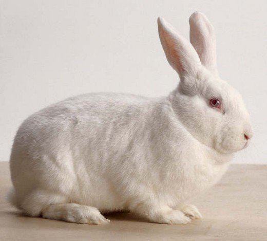 New Zealand White rabbit Bunny Breed Guide New Zealand White Rabbit PetHelpful