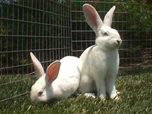 New Zealand White rabbit httpsusercontent2hubstaticcom107947f520jpg