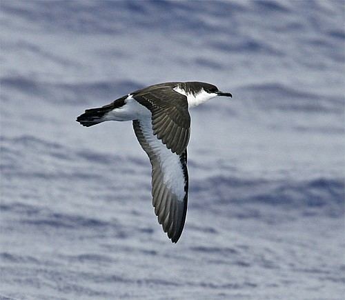 Newell's shearwater BirdQuest The Ultimate in Birding Tours