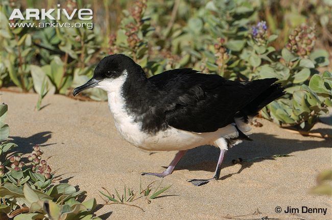 Newell's shearwater Newell39s shearwater videos photos and facts Puffinus newelli ARKive
